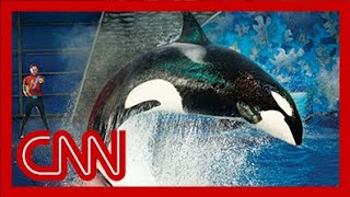 SeaWorld releases video of 2006 killer whale attack