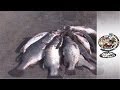 Sex For Fish - Kenya - Youtube