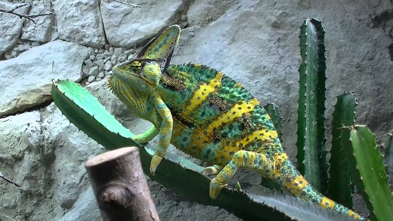 Tiere kennenlernen youtube