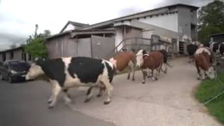 IMPRESIONANTE REACCIÓN DE UN GRUPO DE VACAS