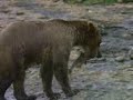 Life Cycle of Salmon (Discovery Channel)