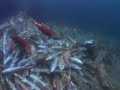Life Cycle of Salmon (Discovery Channel)