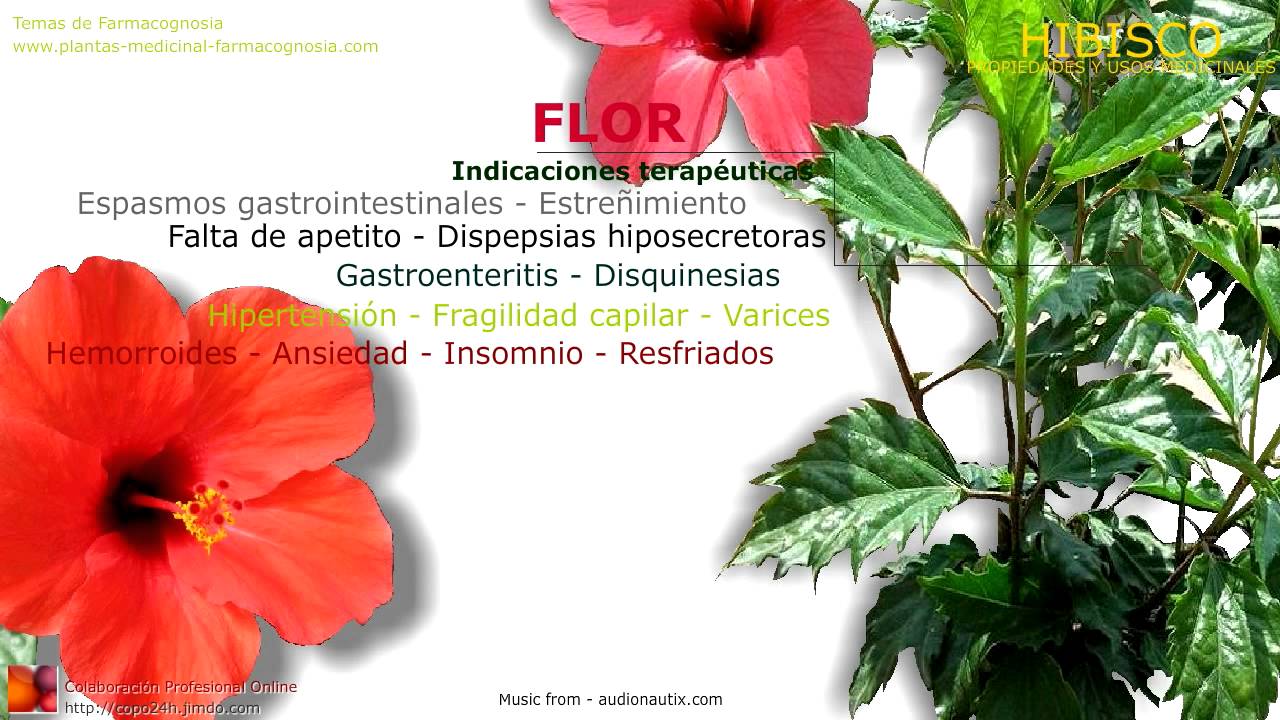 Hibisco. Propiedades medicinales de la planta. Flor de Hibisco - YouTube