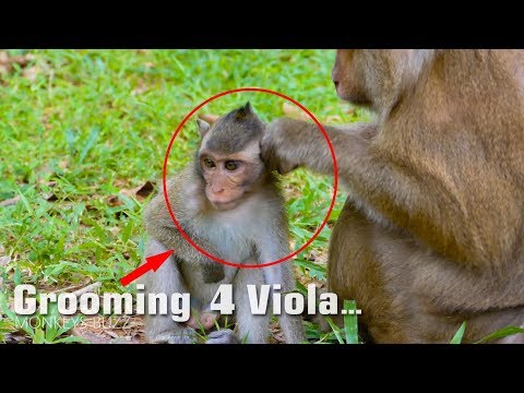 Nice Job! Mama Teresa Help Grooming Viola - Viola Sit Sleeping So Funny - Monkey Buzz 738