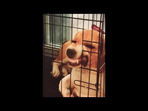 Beagle Got His Mouth Stuck In His Cage And Now He Looks So Funny