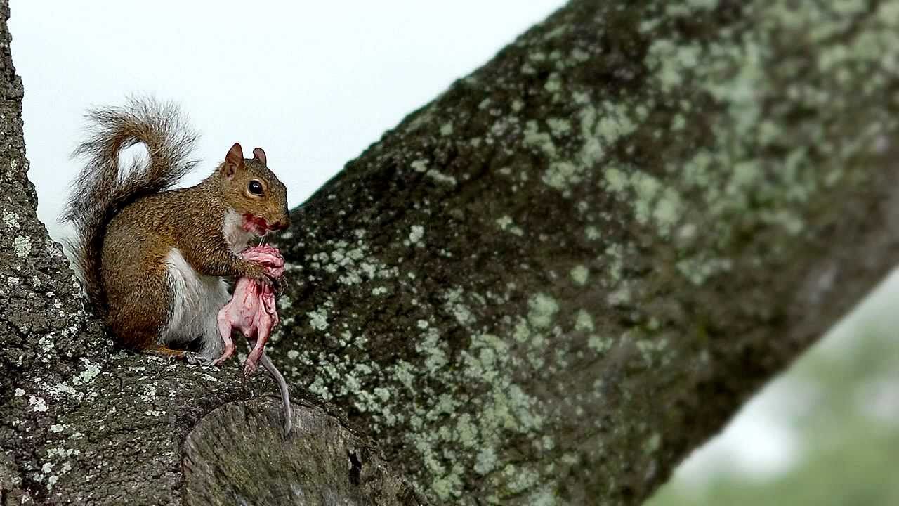 squirrel cannibal - YouTube