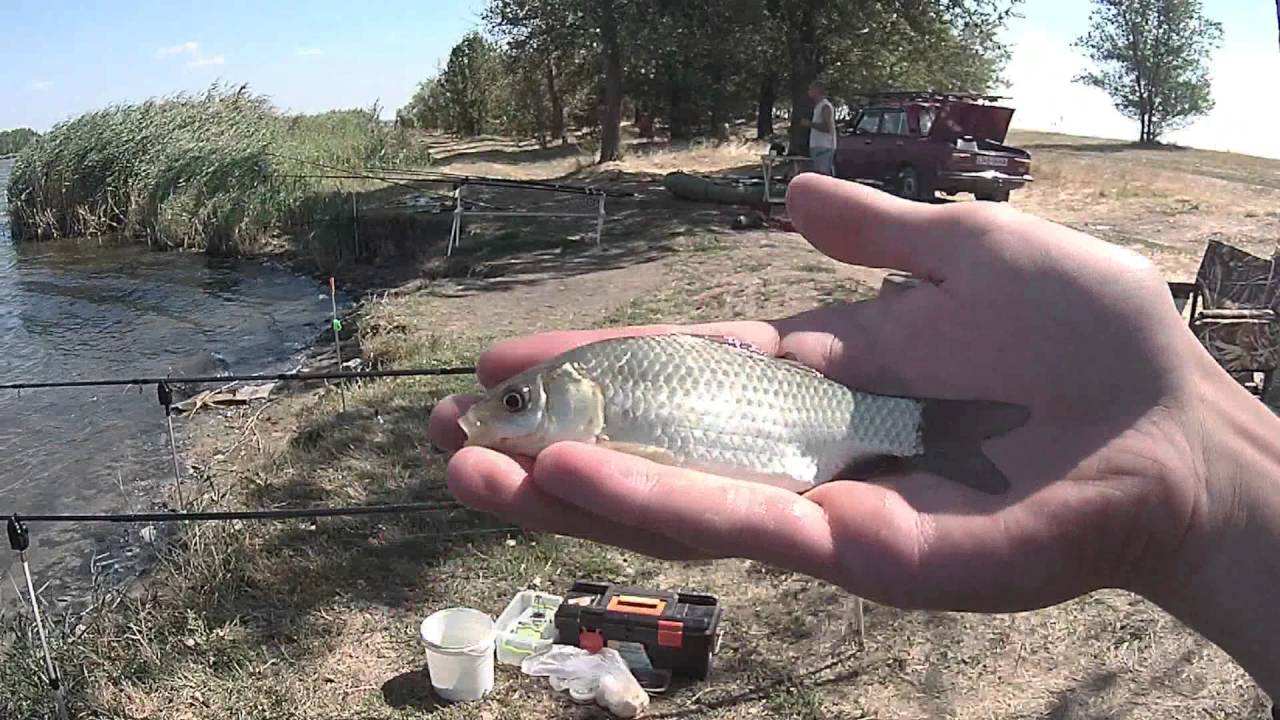 технопланктон для карпа видео технопланктон для карпа видео