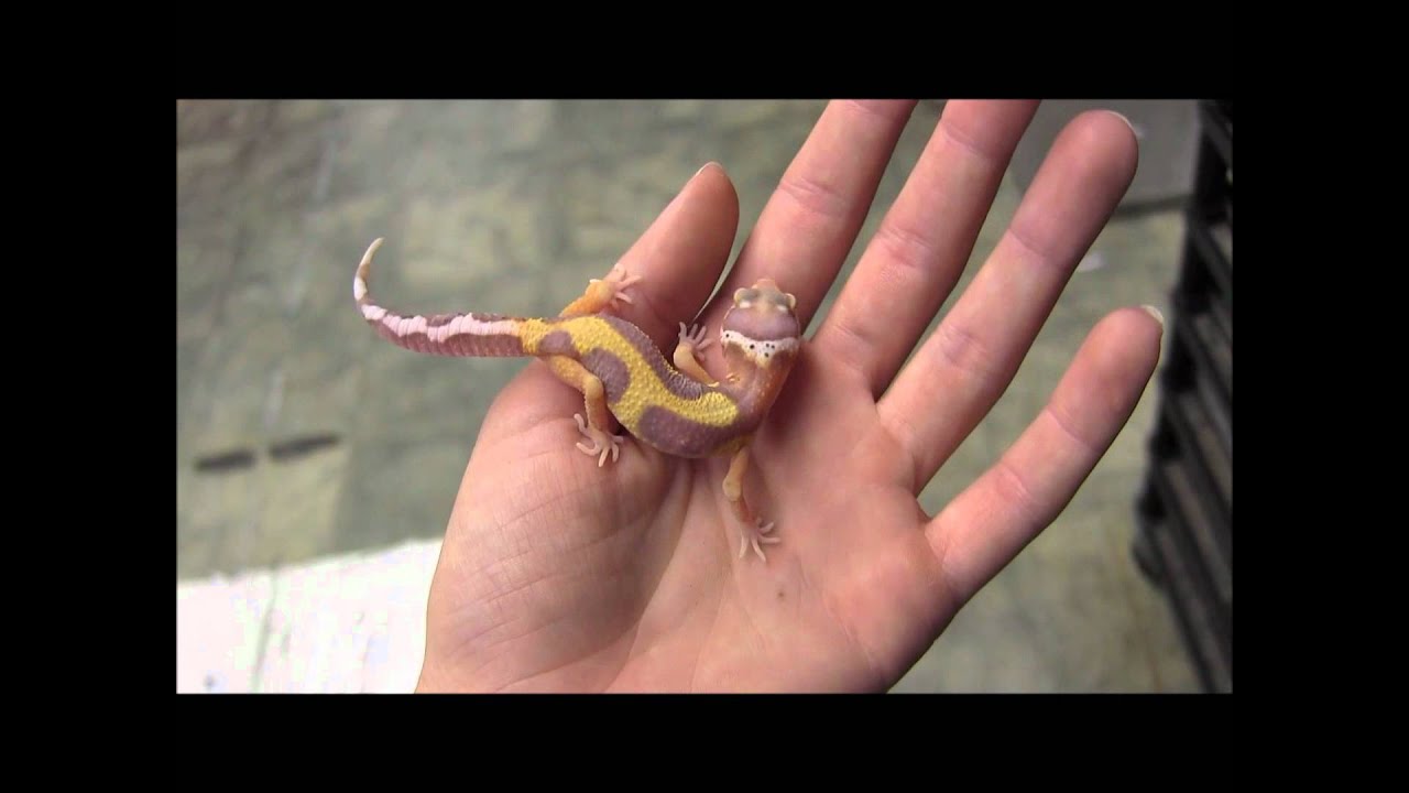 Coupons for reptiles by mack