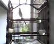 suara burung album artwork