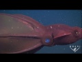 The Vampire Squid - An Ancient Species Faces New Dangers In The 