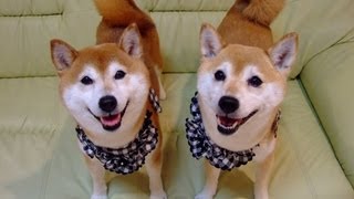 柴犬ひかいち 「伏せって難しいねぇ」　Shiba Inu "lie down" practice