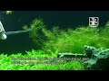 The advanced plant aquarium, Tropica Aquarium Plants