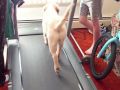 Funny Dog on a Treadmill