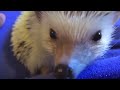 What you Need for a Hedgehog