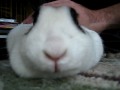 Little Bunny Foo Foo - Youtube