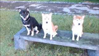 柴犬ひかりといちごと黒柴くん　Red shibas and black shiba