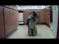 Jumpy Dog - Esse cachorro provavelmente é mais inteligente que você