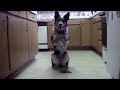 Jumpy Dog - Esse cachorro provavelmente é mais inteligente que você
