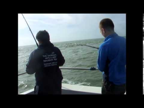 essex sea fishing- reeling in a bass