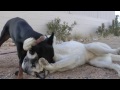 Thumbnail 1 for Doberman Vs. Kangal Thumbnail 1 for Doberman Vs. Kangal