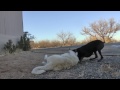 Thumbnail 2 for Doberman Vs. Kangal Thumbnail 2 for Doberman Vs. Kangal