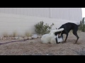 Thumbnail 3 for Doberman Vs. Kangal Thumbnail 3 for Doberman Vs. Kangal
