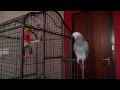 Upovídaný papoušek Žako ze Slovenska