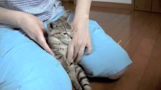 くるねこ大和　20130731　胡次郎の点眼