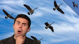 Why Birds Fly in "V"s