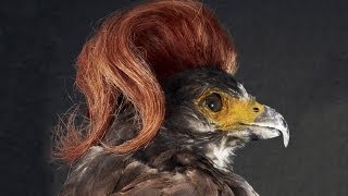 Birds With Hair? And More... -- BiDiPi #37