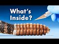 What's Inside a Rattlesnake Rattle
