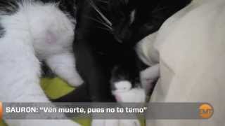 Un gato asume que morirá de hambre al ver su bol de comida medio vacío