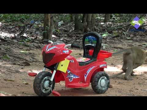 Wow! Monkeys flying motorcycle - The monkeys love playing RC Motorcycle