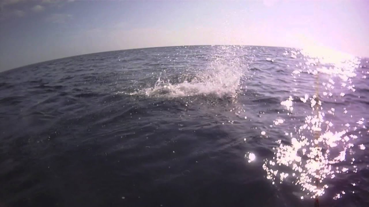 Swordfish vs. Mako Shark YouTube