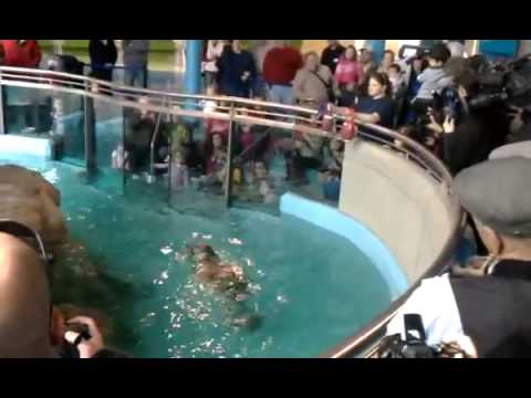 Psychic Manatees Predict Super Bowl Winner