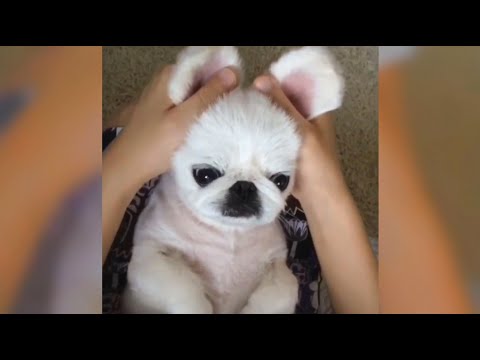 Dogs funny play | Pitbull-football player | funny puppies fool around | TBEC