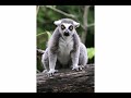 Happy Birthday to You - Lenny the... - Humor & Fun ecards - Birthday Greeting Cards