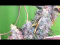 Northern Light Autoflower Medical Marijuana - Pro-Grow 260X LED grow light
