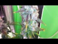 Northern Light Autoflower Medical Marijuana - Pro-Grow 260X LED grow light