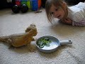 Bearded dragon Nacho and our kids!