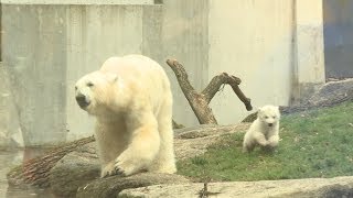 Baby-Eisbären im Tierpark Hellabrunn (polarbears preview in Munich)