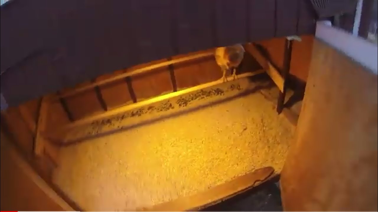 To Clean/Rid Chicken Coop of Poop - Keep Coop Smelling Fresh - YouTube