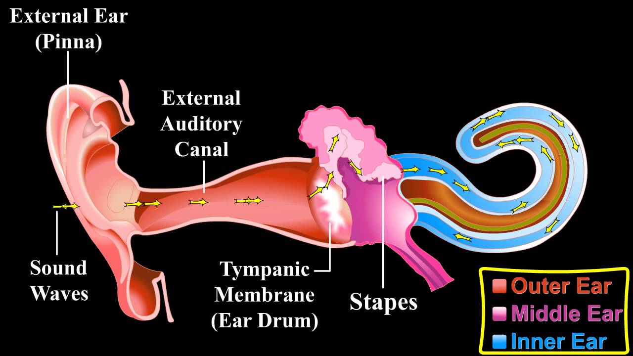 The Ear !!! - About the Ear !!! - Mechanism of Hearing - YouTube