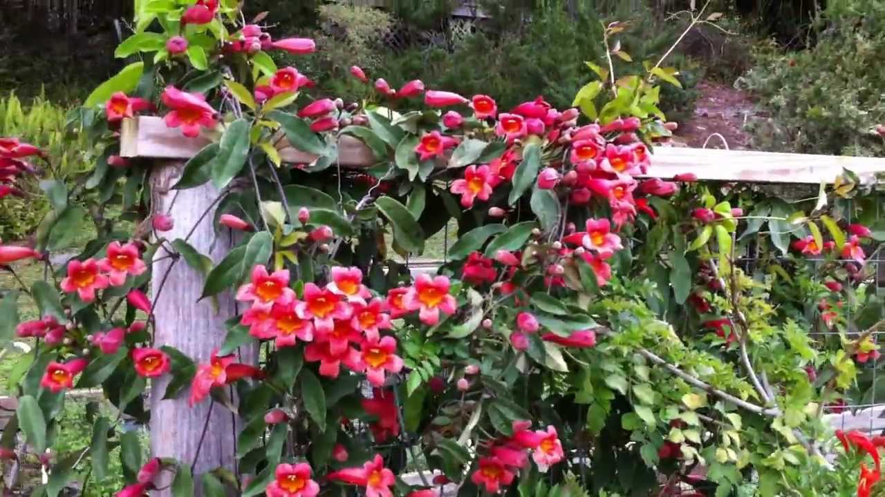 hummingbird garden march 2012 youtube hummingbird garden march 2012 youtube