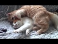 Chat de race très câlin, le main coon !