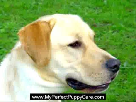 How to Potty and Crate Train Golden Retrievers Puppies - YouTube