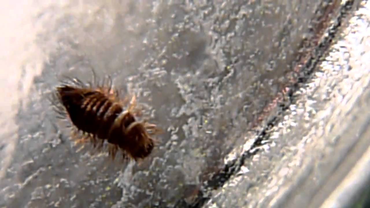 Wood Boring Beetle Larvae  YouTube