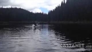 Eagle splashes down