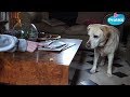 Comment apprendre à votre chien à ne pas voler