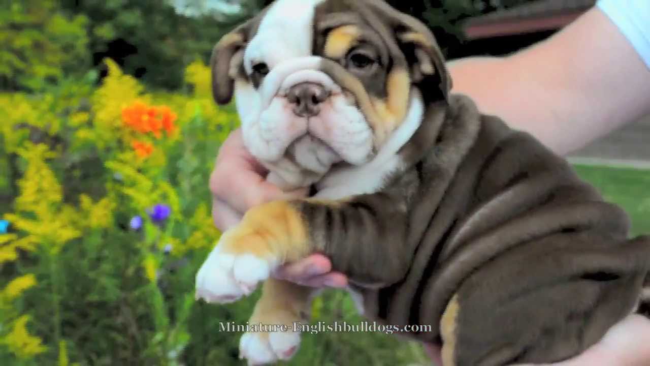 brown bulldog puppies chocolate tri bulldog puppy brown bulldog puppies chocolate tri bulldog puppy